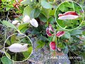 Exobasidium vaccinii-amf1996